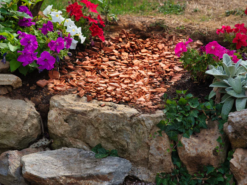 Petunias blooming around a fresh mulch bed framed by boulders