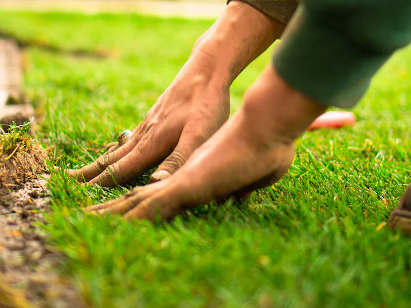 Hands pressing a fresh strip of sod into place